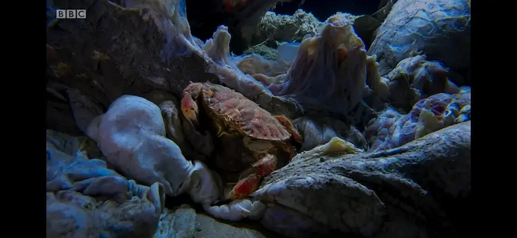 Toothed rock crab (Cancer bellianus) as shown in Blue Planet II - The Deep